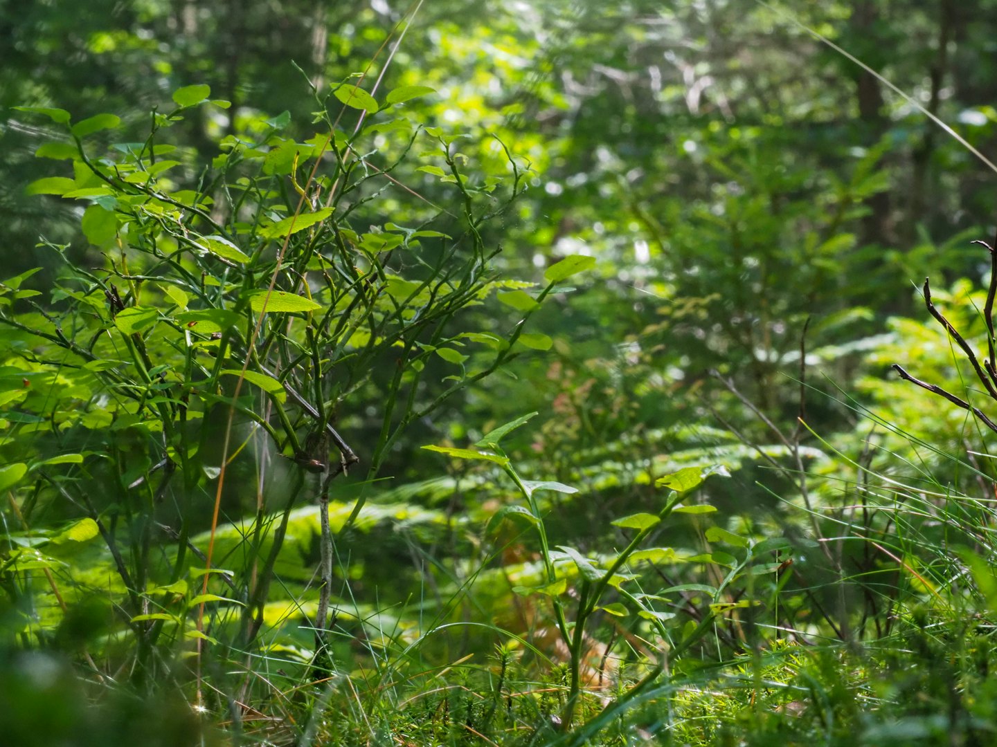 Sunlight dapples through lush green forest undergrowth.