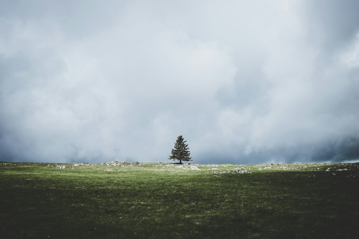 A single evergreen tree stands alone on a grassy hill.