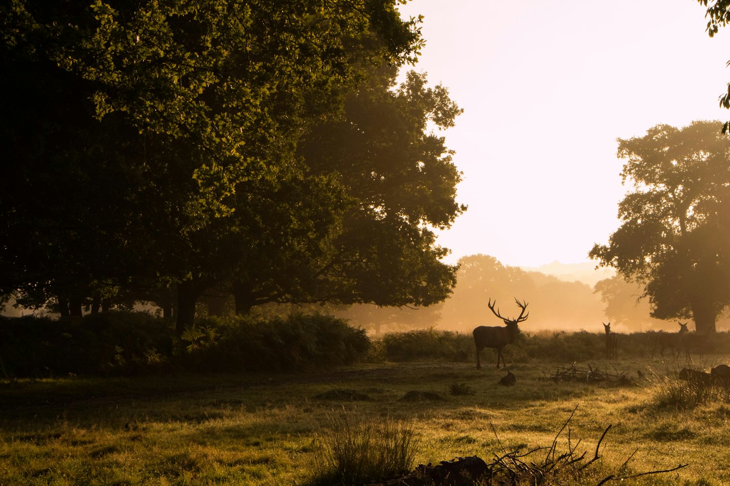 A large stag stands in a misty grassy field.