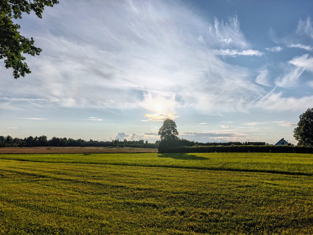 Open mown fields with a solitary tree, hedgerow and small farmhouse under a wide sky with wispy clouds.