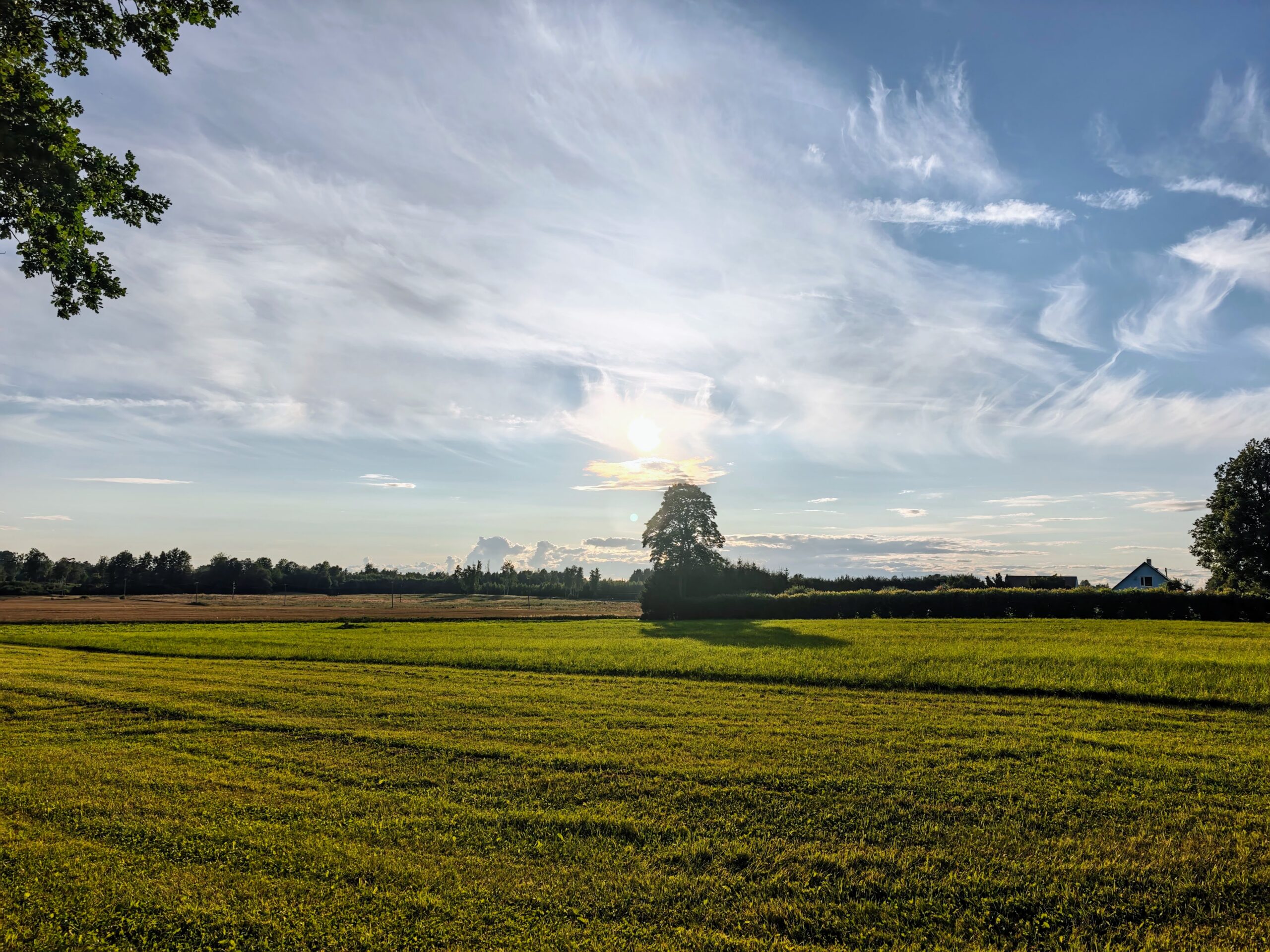 Open mown fields with a solitary tree, hedgerow and small farmhouse under a wide sky with wispy clouds.