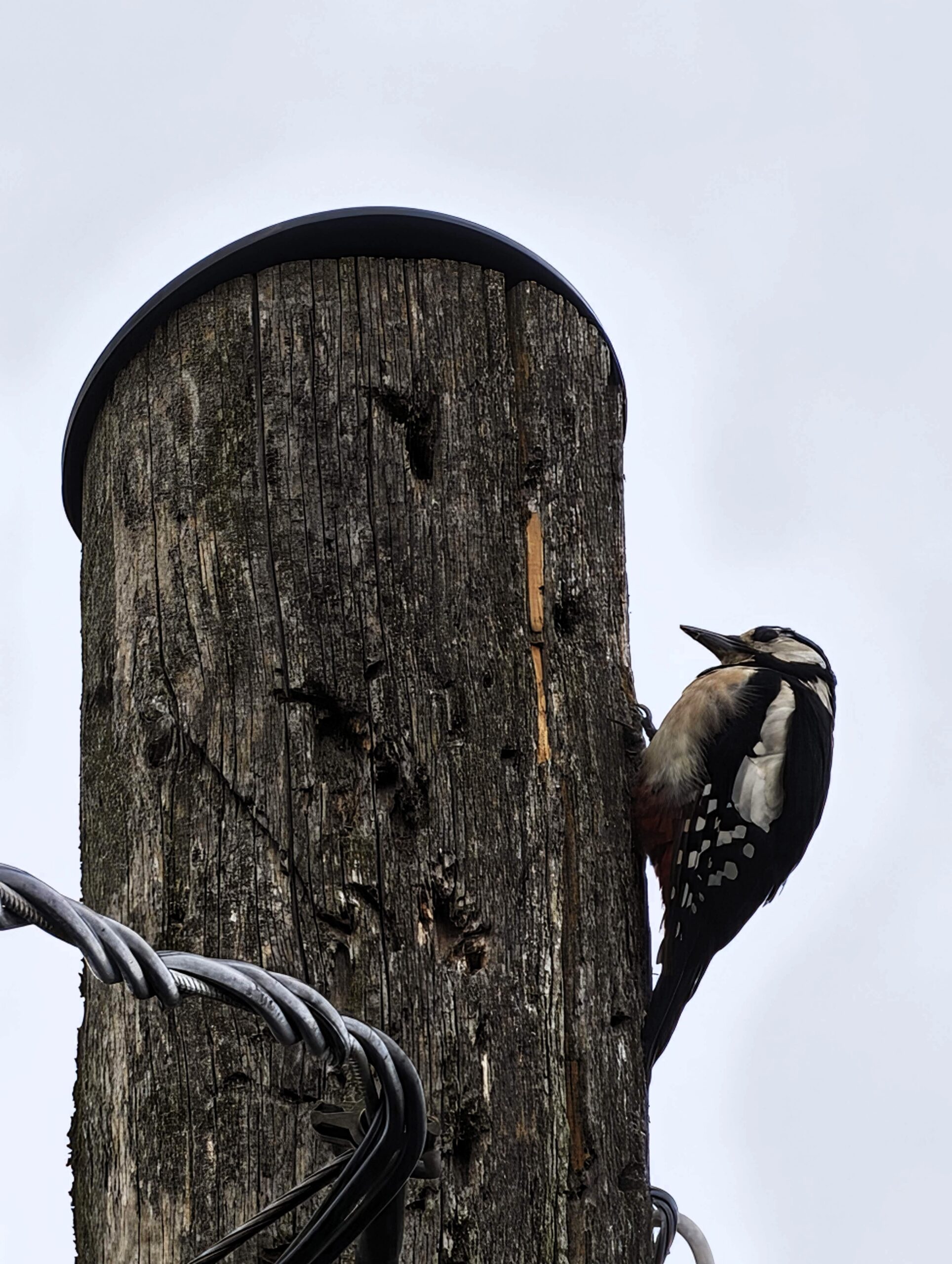 Woodpecker clinging to a weathered wooden utility pole with coiled cables against a gray sky.