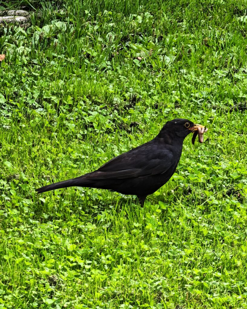 Black songbird standing on grass holding multiple worms in its beak