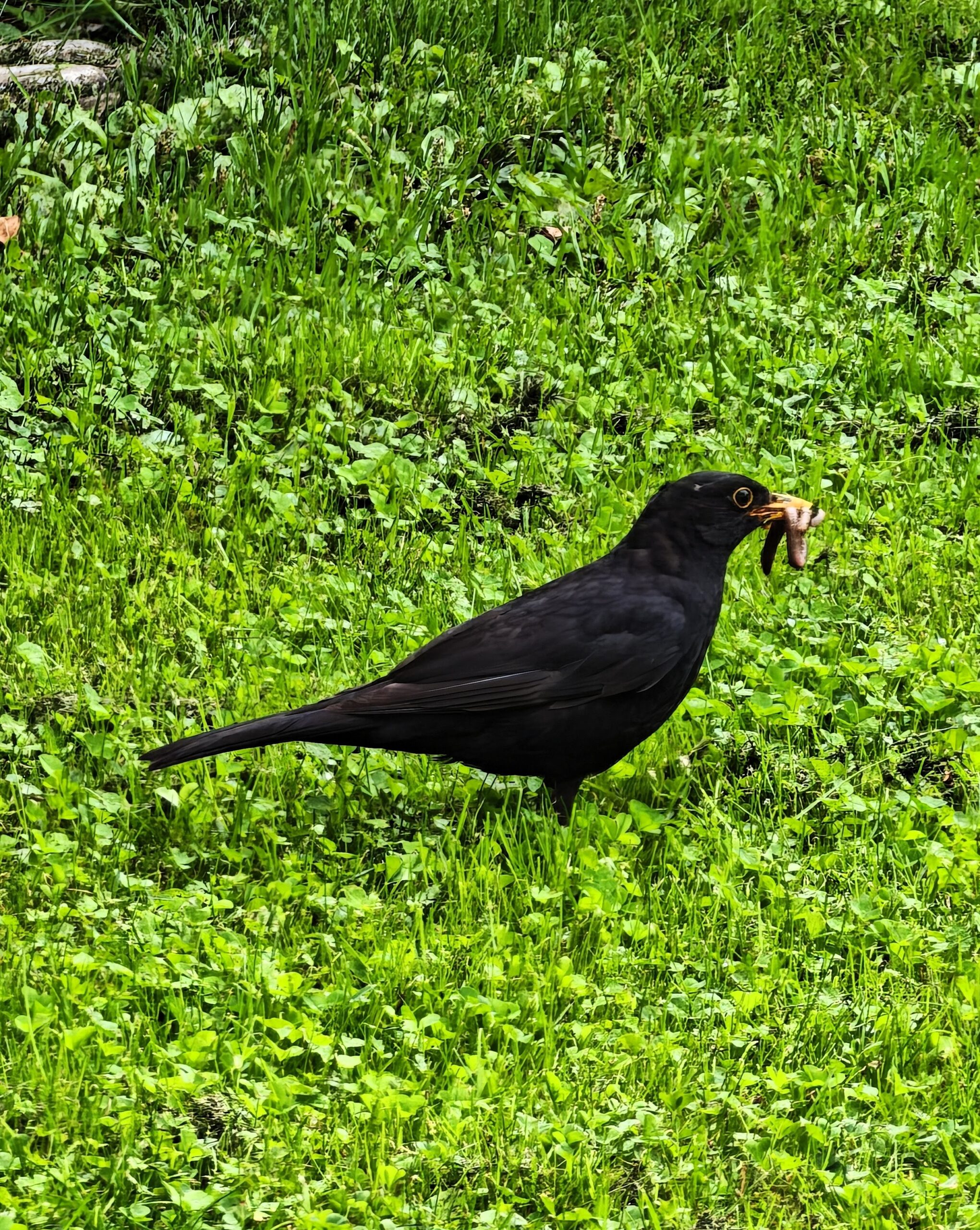 Black songbird standing on grass holding multiple worms in its beak