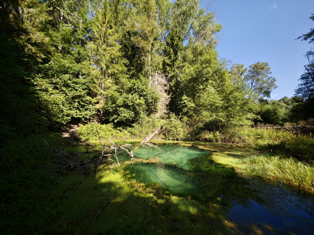 Small turquoise forest pool with a fallen branch, surrounded by dense mixed trees under a blue sky.