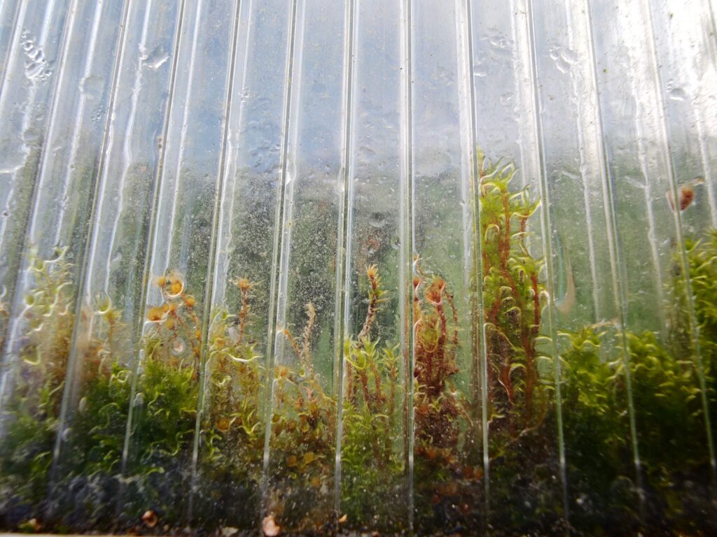 Close-up of small moss-like plants against a wet corrugated translucent plastic panel.