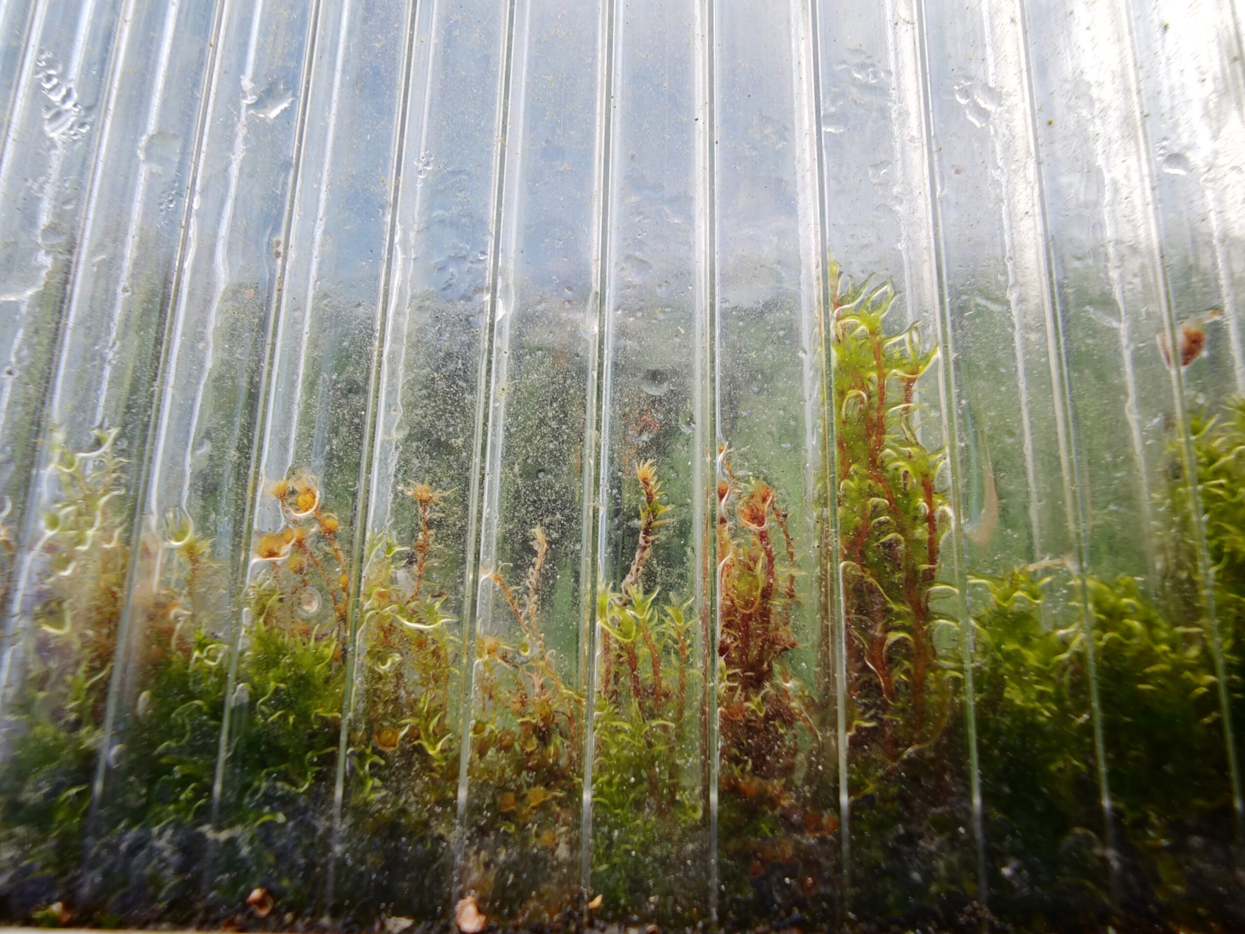 Close-up of small moss-like plants against a wet corrugated translucent plastic panel.