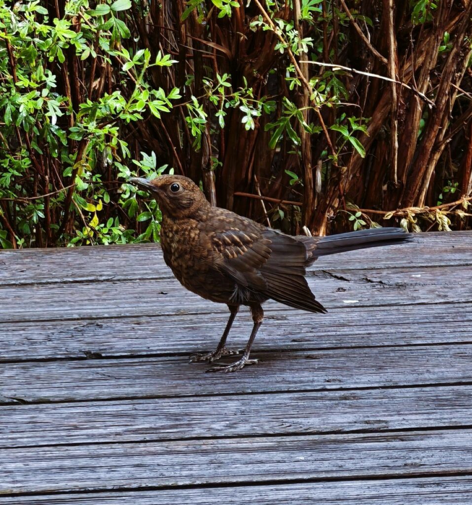 Brown songbird standing on a weathered wooden deck with green shrubs in the background.
