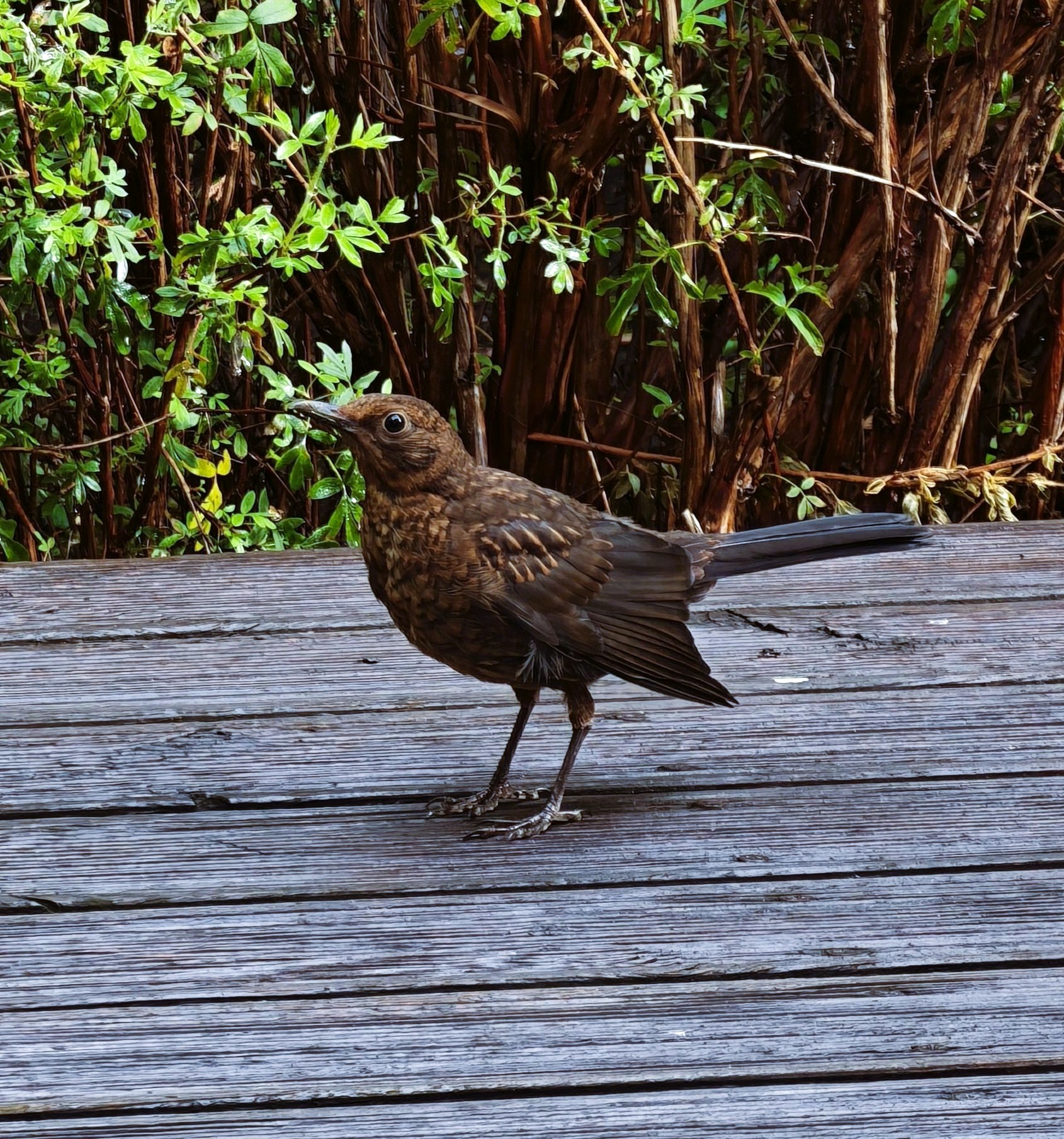 Brown songbird standing on a weathered wooden deck with green shrubs in the background.