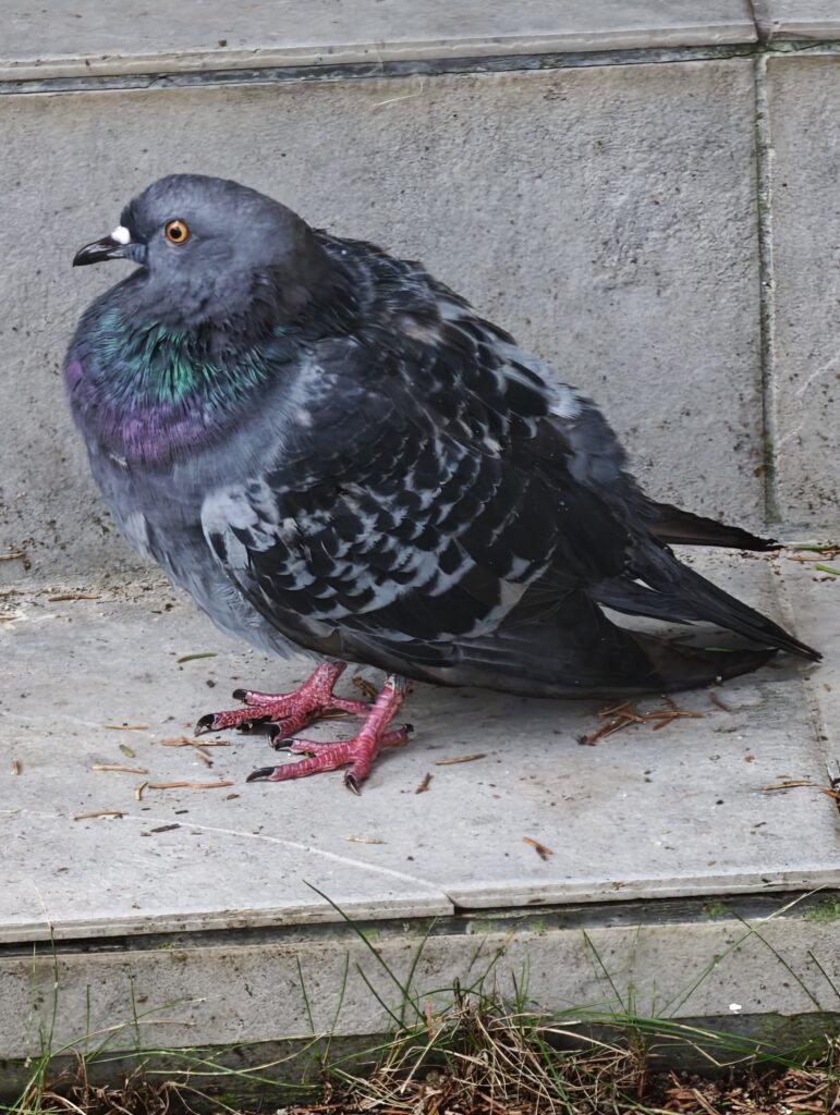 Pigeon with iridescent neck and pink feet standing on concrete steps