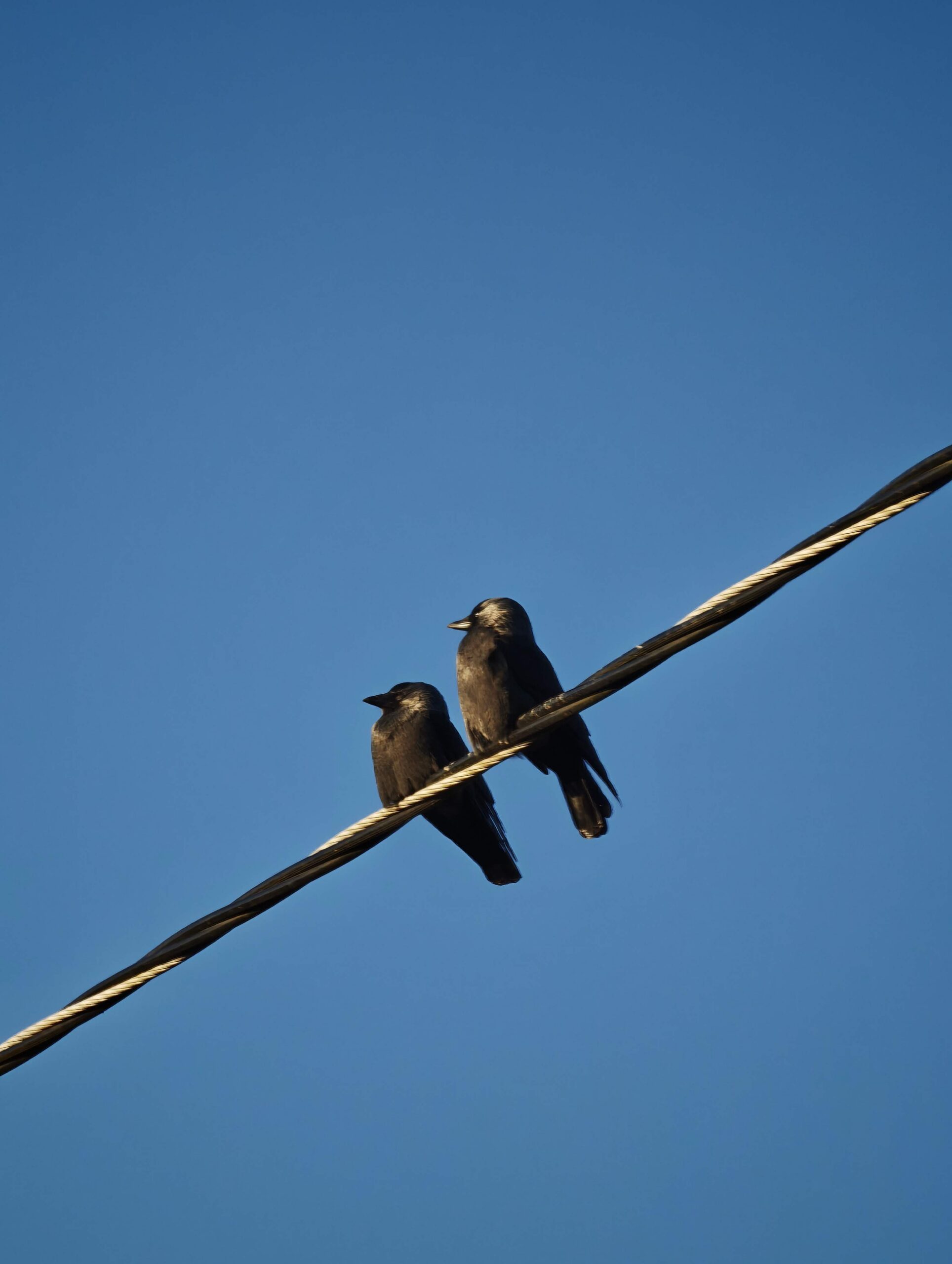 Two dark birds perched side by side on a slanted utility wire against a clear blue sky.