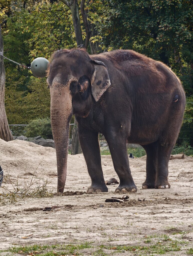 Adult elephant standing on sandy ground next to a hanging ball and trees