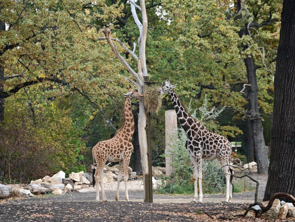 Two giraffes eating from a raised hay feeder among trees and rocks in a Berlin setting.