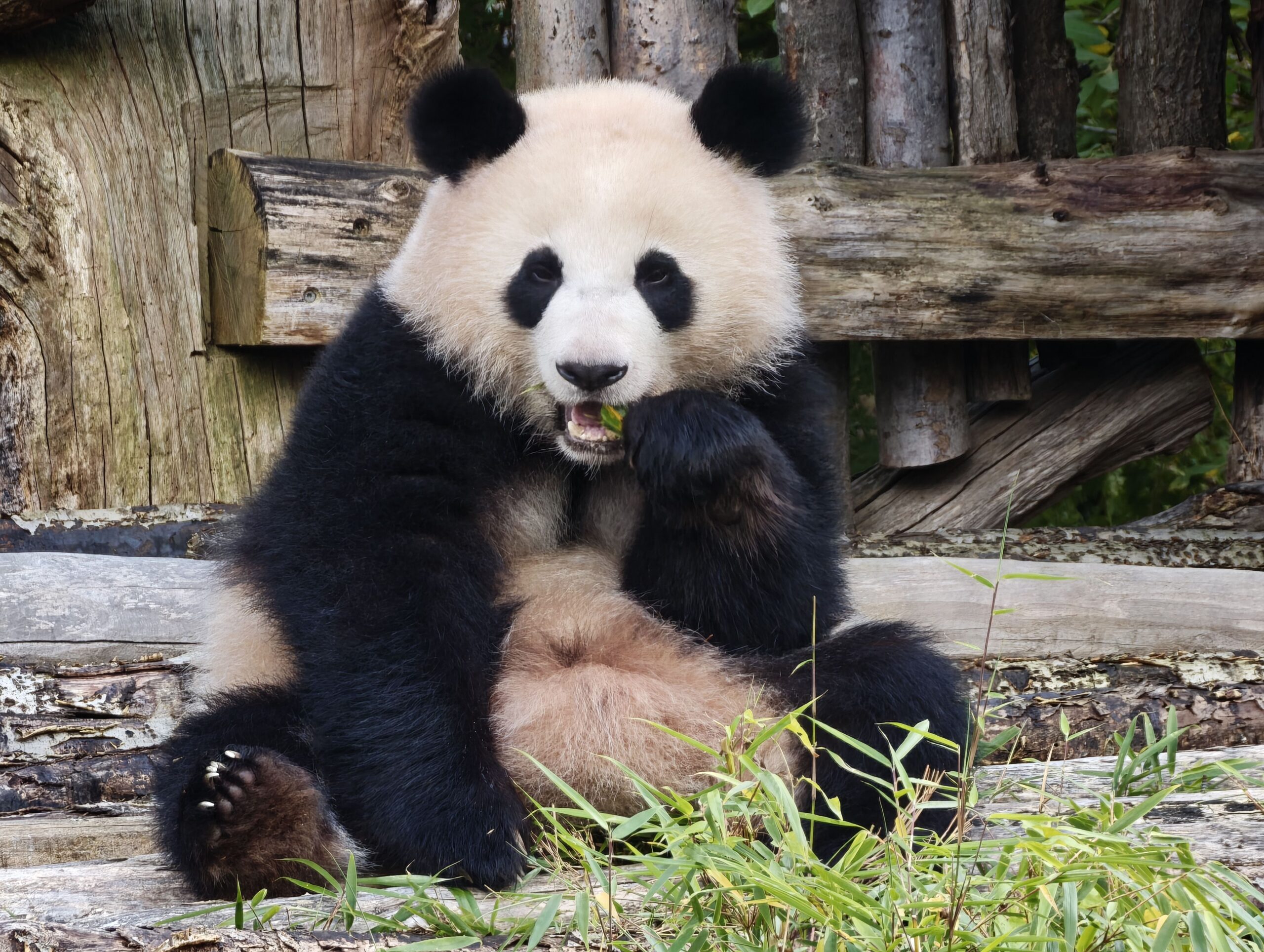 Giant panda sitting on wooden logs chewing bamboo with grass in the foreground