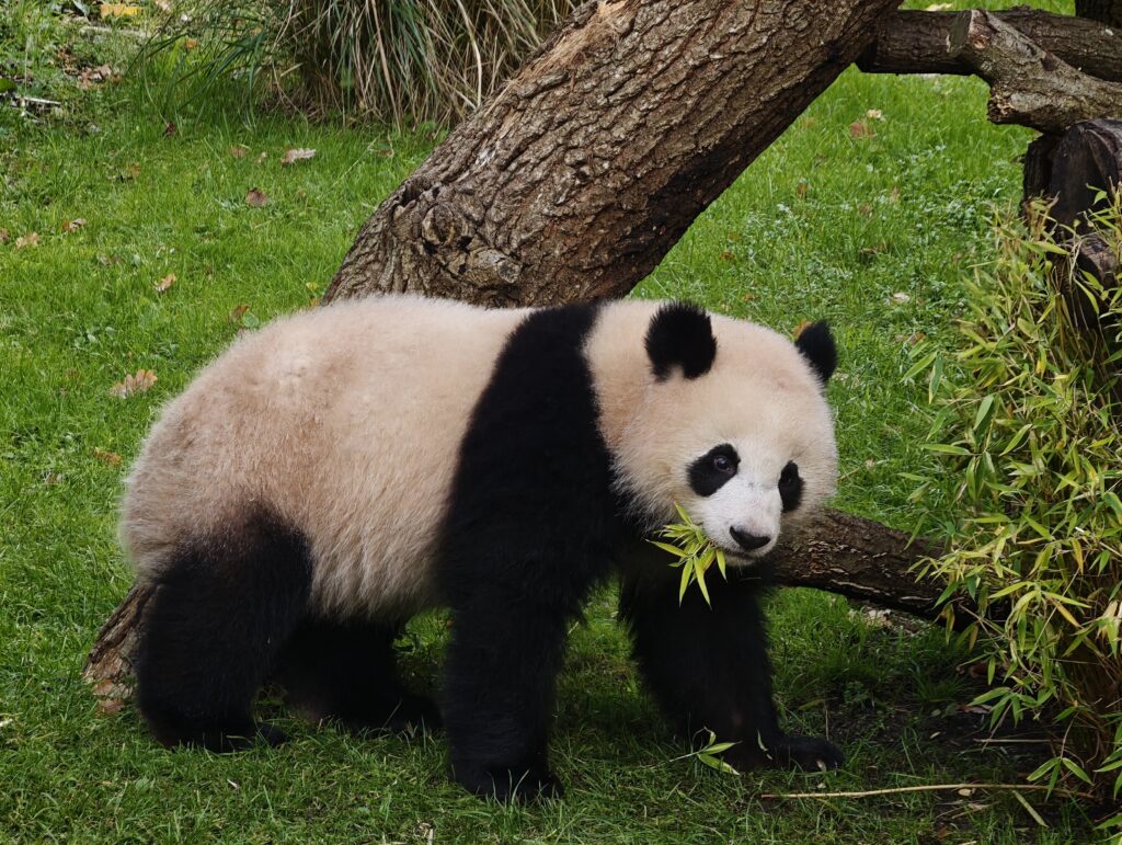 Giant panda eating bamboo on grass beside a fallen tree.