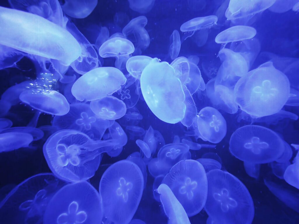 Cluster of translucent jellyfish glowing blue against a dark background.