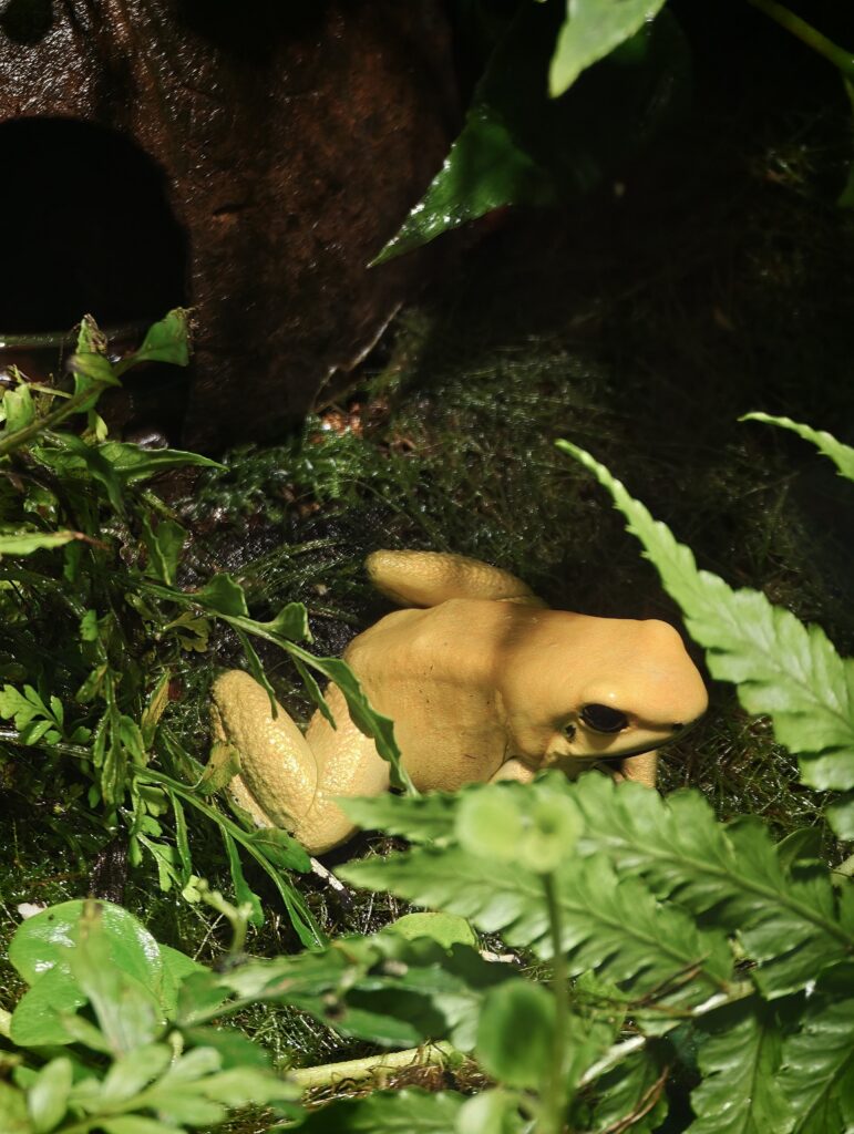 Yellow frog resting on wet moss surrounded by ferns and green leaves.