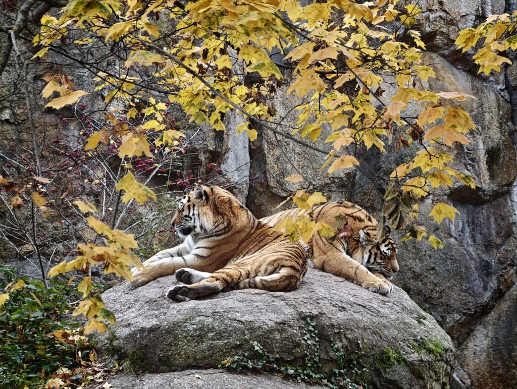 Two tigers reclining on a large rock under yellow autumn leaves and rocky cliffs.