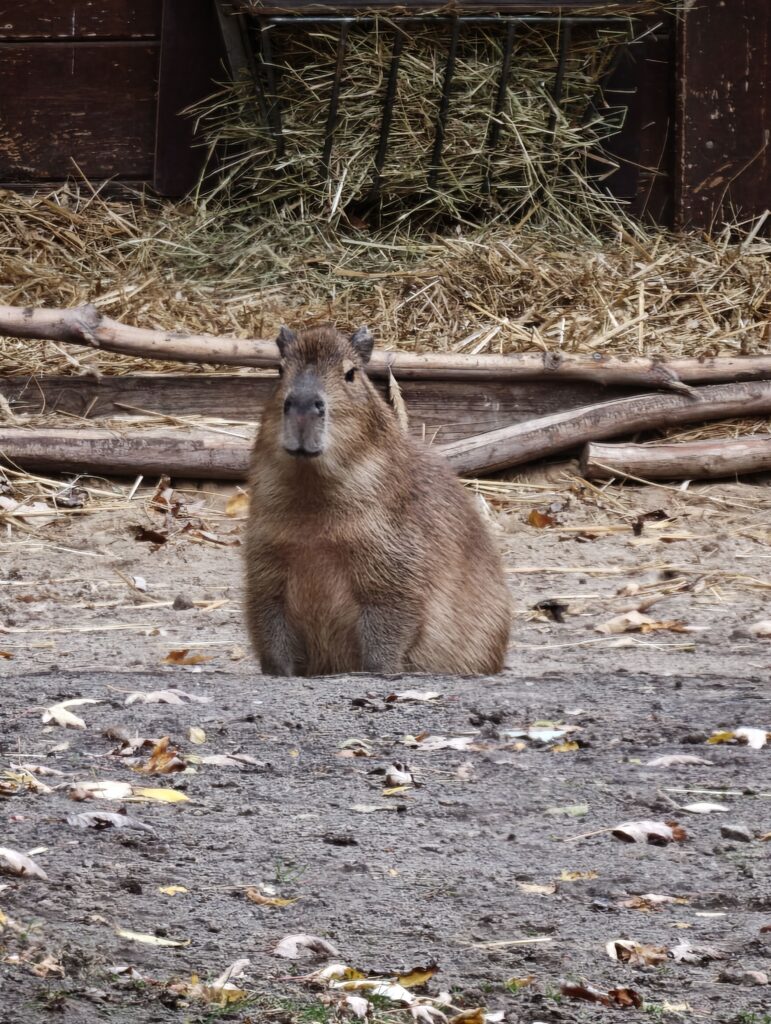 Capybara seated on sandy ground in an enclosure with hay, wooden rails, and fallen leaves.