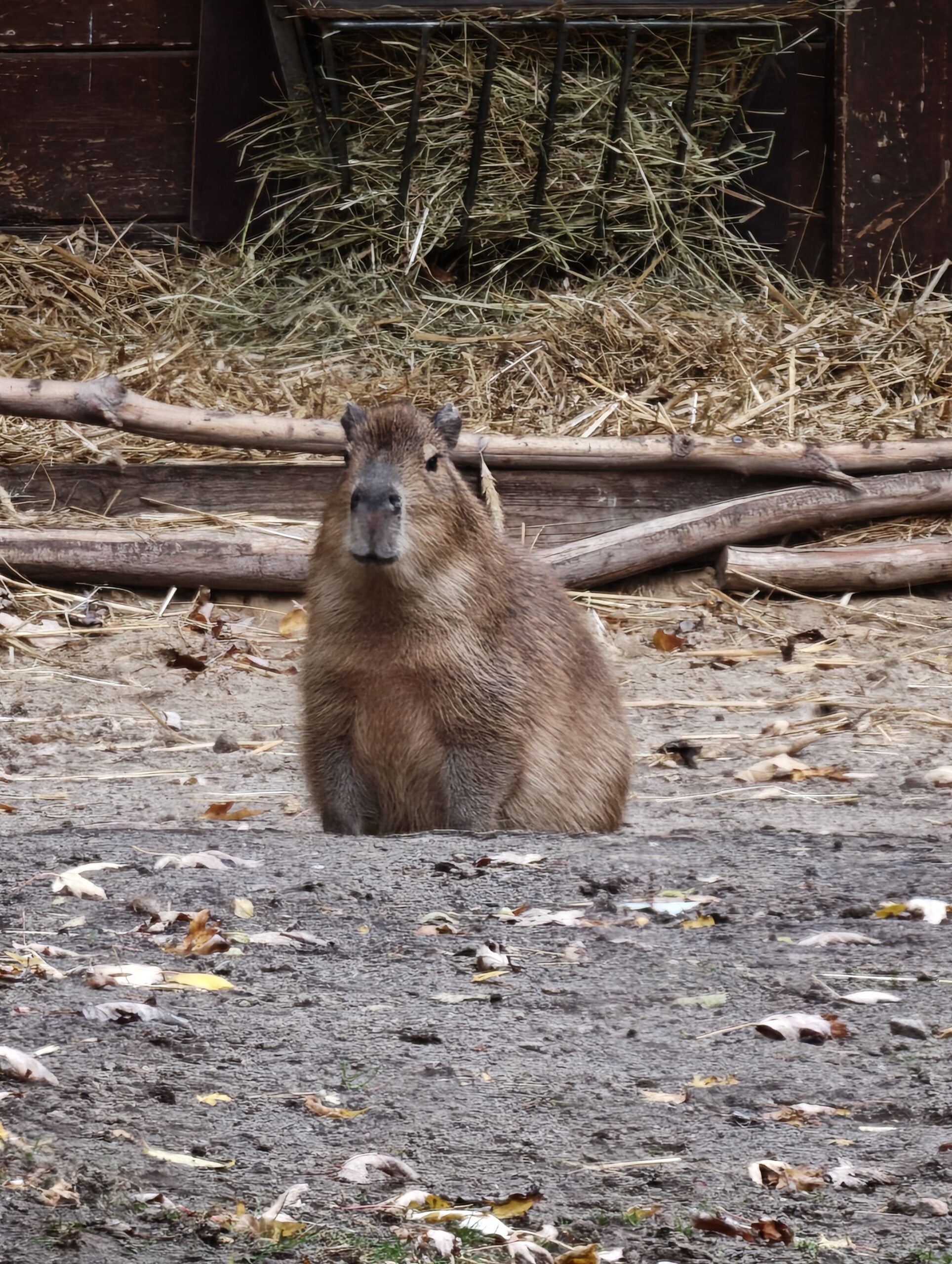 Capybara seated on sandy ground in an enclosure with hay, wooden rails, and fallen leaves.
