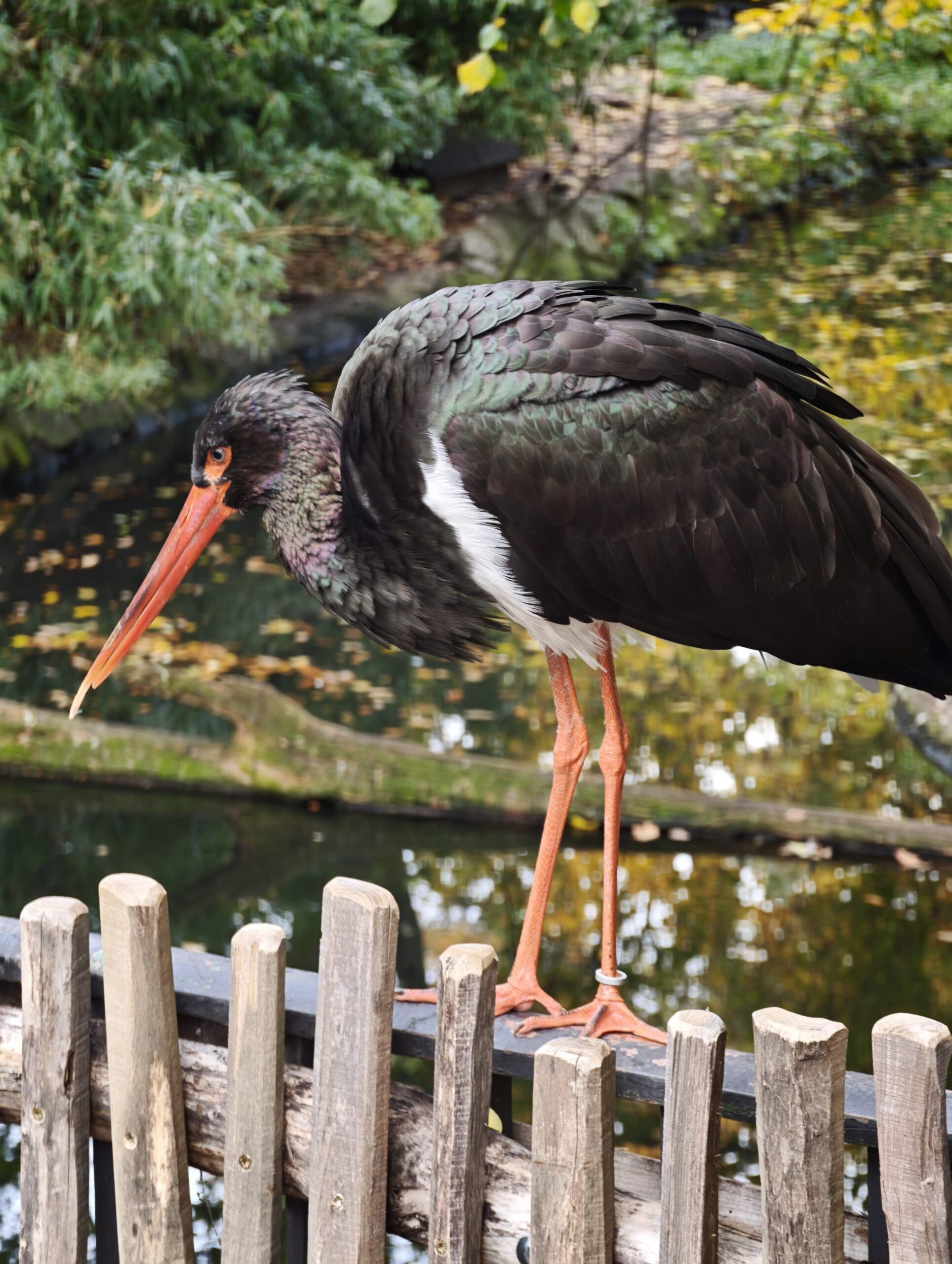 Large dark wading bird with red bill and legs standing on wooden fence by pond