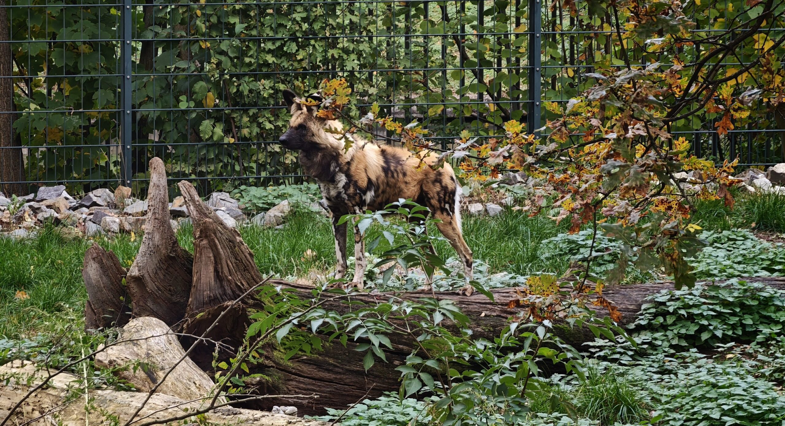 Mottled dog-like canid standing on a fallen log in a fenced, leafy enclosure with rocks and autumn foliage.