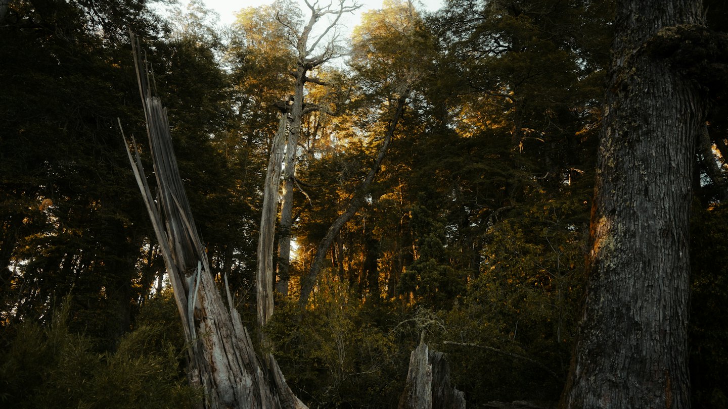 Sunlight filters through the leaves of a dense forest.