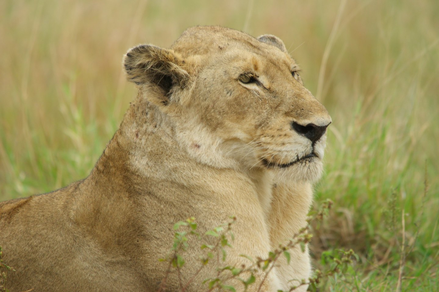 A lioness resting in tall green and brown grass.