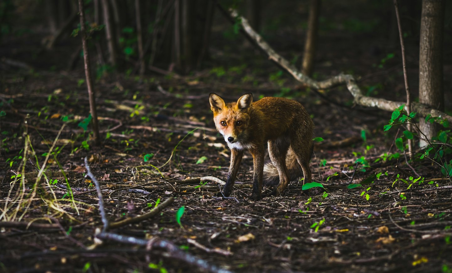A red fox standing on the forest floor looking forward.